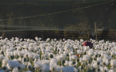 I, Poppy : la triste réalité derrière la lutte pour la justice